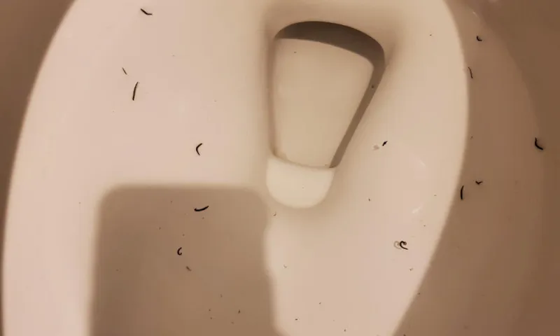 13 Ways to Get Rid of Black Worms in Bathroom
