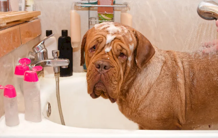 31 Homemade Dog Shampoo Ideas