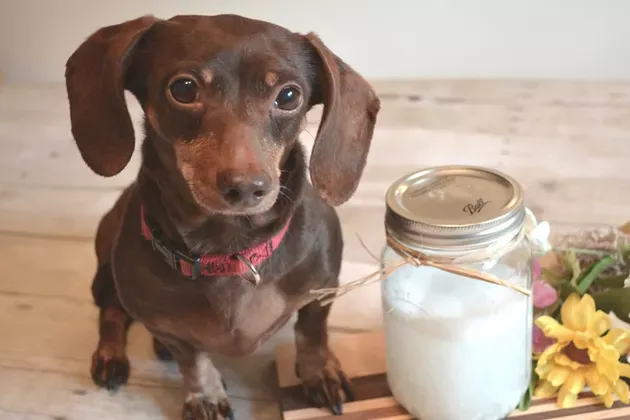 Champú casero para perros con picor