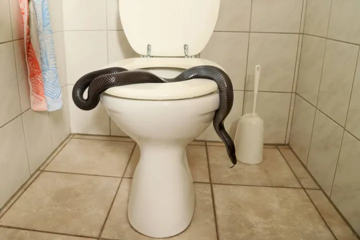 How Do Snakes Get In the Toilets Prevention Tips