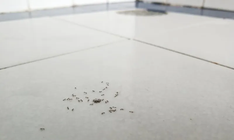 Pasos necesarios en caso de infestación de hormigas