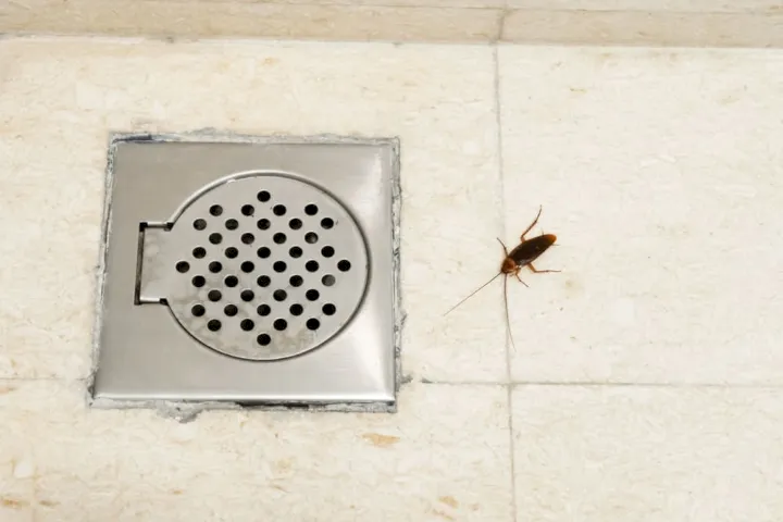 Puedes encontrar otros insectos en tu baño.