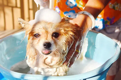 Champú para cachorros con parche de bricolaje