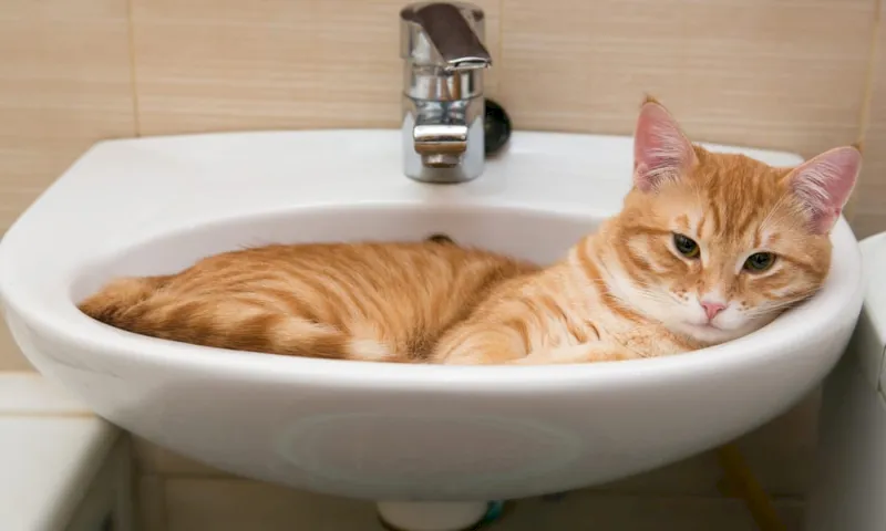 El lavabo le recuerda al gato que duerma