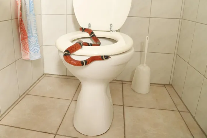 Qué hacer si ves una serpiente en el baño
