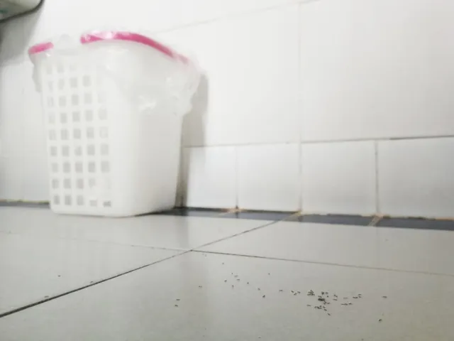 Tiny Black Bugs In Bathroom